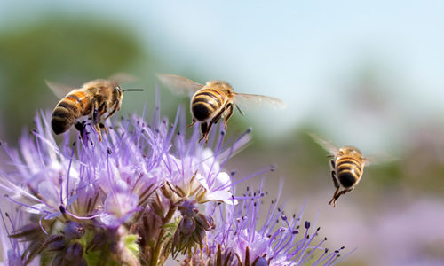 Route de jardin pollinisateur