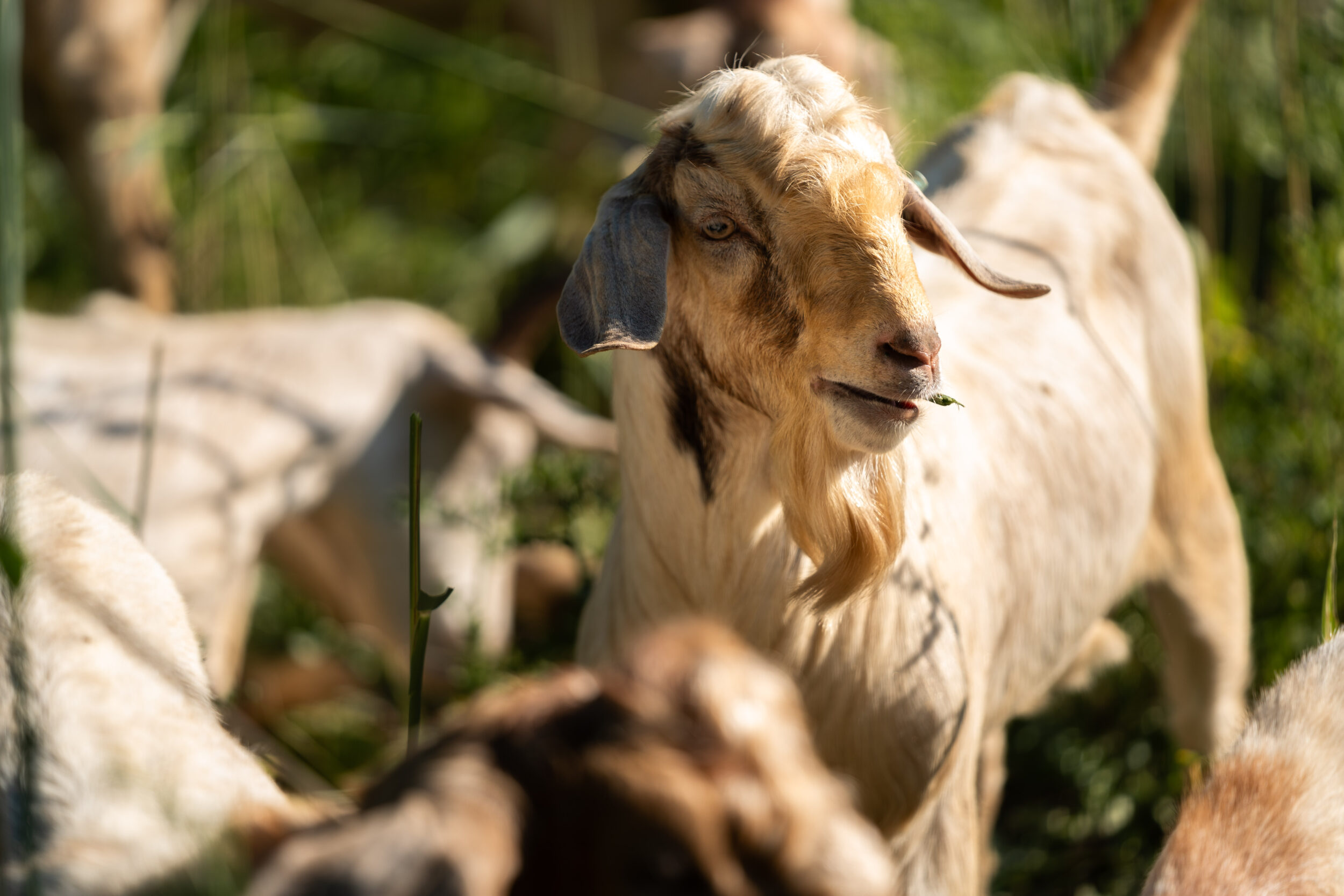 Goats Graze Away Invasive Plant Species at Gonder’s Flats